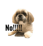 シーズー犬のダンテくん（個別スタンプ：13）