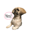 シーズー犬のダンテくん（個別スタンプ：15）