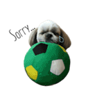 シーズー犬のダンテくん（個別スタンプ：16）