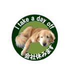 ゴールデンレトのお仕事犬 すてっぷ（個別スタンプ：1）