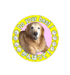 ゴールデンレトのお仕事犬 すてっぷ（個別スタンプ：2）