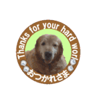 ゴールデンレトのお仕事犬 すてっぷ（個別スタンプ：4）