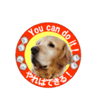 ゴールデンレトのお仕事犬 すてっぷ（個別スタンプ：5）