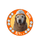 ゴールデンレトのお仕事犬 すてっぷ（個別スタンプ：7）