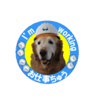 ゴールデンレトのお仕事犬 すてっぷ（個別スタンプ：8）