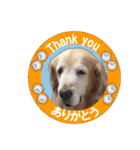 ゴールデンレトのお仕事犬 すてっぷ（個別スタンプ：9）
