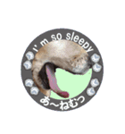 ゴールデンレトのお仕事犬 すてっぷ（個別スタンプ：13）