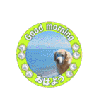 ゴールデンレトのお仕事犬 すてっぷ（個別スタンプ：14）