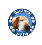 ゴールデンレトのお仕事犬 すてっぷ（個別スタンプ：15）