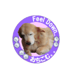 ゴールデンレトのお仕事犬 すてっぷ（個別スタンプ：17）