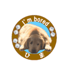 ゴールデンレトのお仕事犬 すてっぷ（個別スタンプ：19）