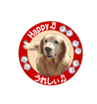 ゴールデンレトのお仕事犬 すてっぷ（個別スタンプ：20）