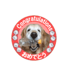 ゴールデンレトのお仕事犬 すてっぷ（個別スタンプ：21）