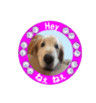 ゴールデンレトのお仕事犬 すてっぷ（個別スタンプ：22）