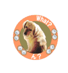 ゴールデンレトのお仕事犬 すてっぷ（個別スタンプ：23）