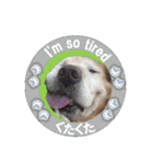 ゴールデンレトのお仕事犬 すてっぷ（個別スタンプ：24）