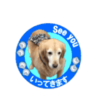 ゴールデンレトのお仕事犬 すてっぷ（個別スタンプ：25）