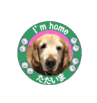 ゴールデンレトのお仕事犬 すてっぷ（個別スタンプ：26）