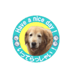ゴールデンレトのお仕事犬 すてっぷ（個別スタンプ：27）