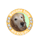 ゴールデンレトのお仕事犬 すてっぷ（個別スタンプ：28）
