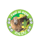 ゴールデンレトのお仕事犬 すてっぷ（個別スタンプ：29）