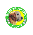 ゴールデンレトのお仕事犬 すてっぷ（個別スタンプ：32）