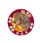 ゴールデンレトのお仕事犬 すてっぷ（個別スタンプ：33）