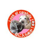 ゴールデンレトのお仕事犬 すてっぷ（個別スタンプ：34）