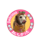 ゴールデンレトのお仕事犬 すてっぷ（個別スタンプ：35）