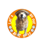 ゴールデンレトのお仕事犬 すてっぷ（個別スタンプ：36）