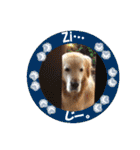 ゴールデンレトのお仕事犬 すてっぷ（個別スタンプ：38）