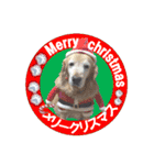ゴールデンレトのお仕事犬 すてっぷ（個別スタンプ：40）