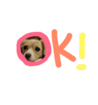 愛犬つなの日常（個別スタンプ：2）