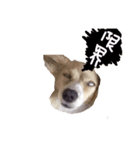 愛犬つなの日常（個別スタンプ：4）