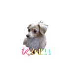 愛犬つなの日常（個別スタンプ：6）