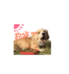 愛犬つなの日常（個別スタンプ：8）