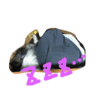 vigor（個別スタンプ：8）
