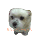 可愛いメリーちゃん（個別スタンプ：7）