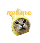 my cats daily（個別スタンプ：1）