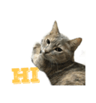 my cats daily（個別スタンプ：5）