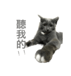 my cats daily（個別スタンプ：6）