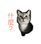 my cats daily（個別スタンプ：7）
