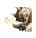 my cats daily（個別スタンプ：8）