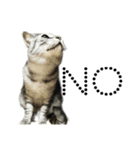 my cats daily（個別スタンプ：10）