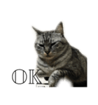 my cats daily（個別スタンプ：11）