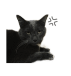 my cats daily（個別スタンプ：12）