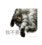 my cats daily（個別スタンプ：13）