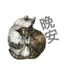 my cats daily（個別スタンプ：14）