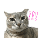 my cats daily（個別スタンプ：15）