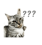 my cats daily（個別スタンプ：16）